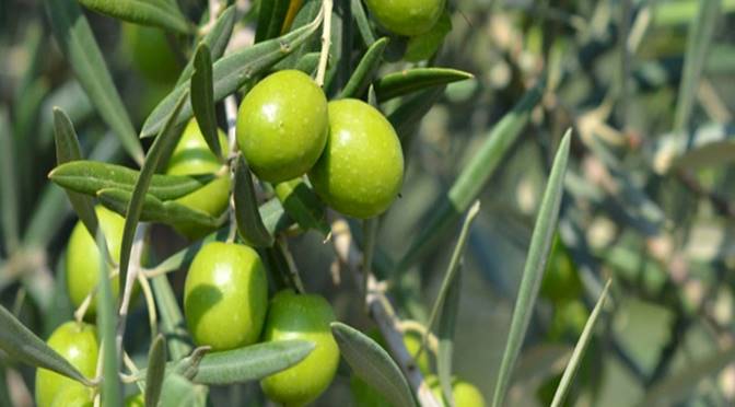 AVVISO DI BANDO PUBBLICO PER L'AFFIDAMENTO DELLA RACCOLTA DELLE OLIVE DEL GIARDINO COMUNALE